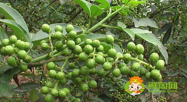 新鲜花椒怎么保鲜运输,生花椒的运输储存方式