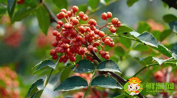 新鲜花椒怎么保鲜运输,生花椒的运输储存方式