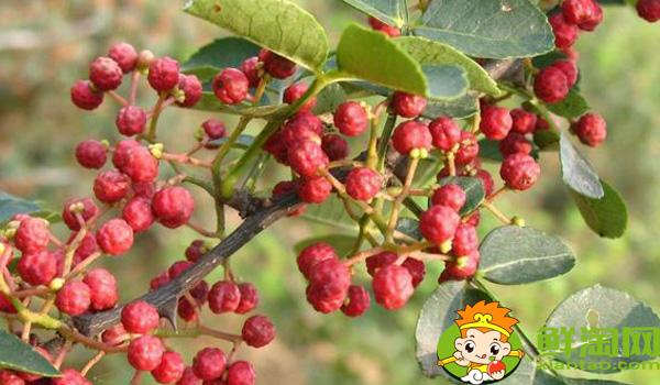 汉源花椒和大红袍区别,大红袍花椒和汉源花椒哪个好