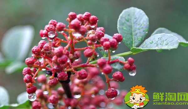 汉源花椒和大红袍区别,大红袍花椒和汉源花椒哪个好