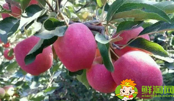 沙果好还是鸡心果好,沙果不能和什么一起吃