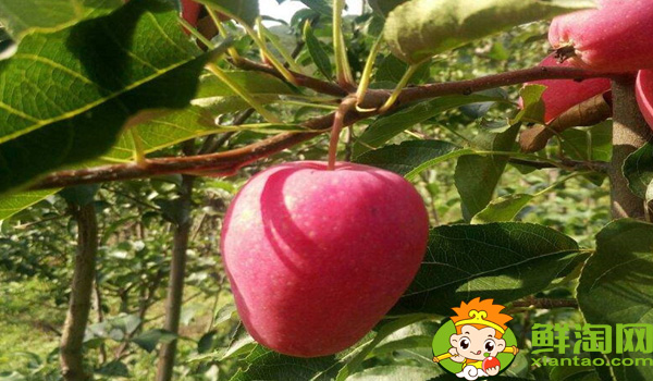 沙果好还是鸡心果好,沙果不能和什么一起吃