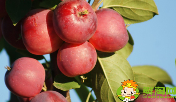 沙果好还是鸡心果好,沙果不能和什么一起吃