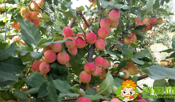 沙果是什么味道,沙果是山楂吗