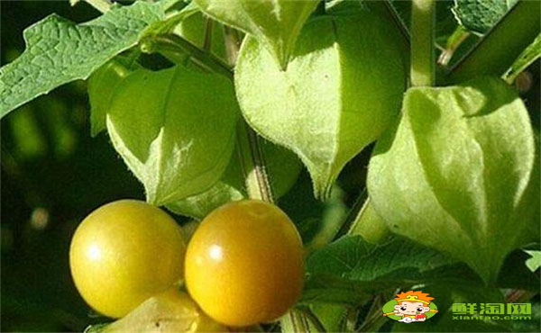 姑娘果是什么水果,姑娘果表皮有霉点能吃吗