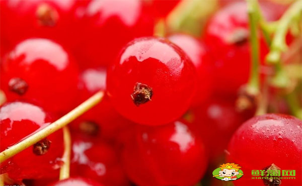 红醋栗好吃吗,红醋栗和灯笼果的区别