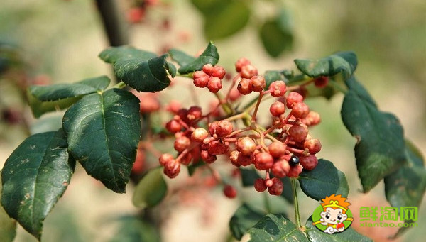 手工一天能摘多少花椒,摘花椒用什么工具好