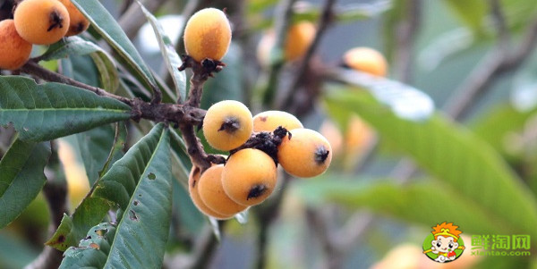 水果沙果是什么样子的水果,长的跟沙果相似的水果