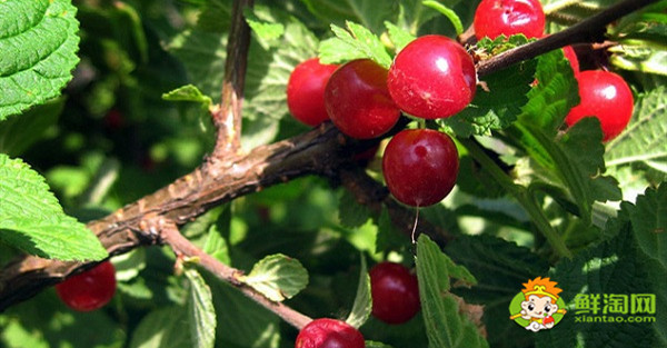 水果沙果是什么样子的水果,长的跟沙果相似的水果