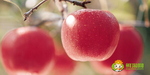 水果沙果是什么样子的水果,长的跟沙果相似的水果