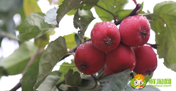 水果沙果是什么样子的水果,长的跟沙果相似的水果