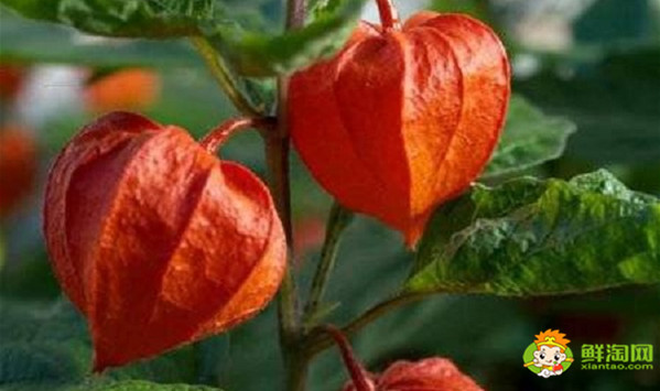 姑娘果是什么样的,红姑娘果与黄姑娘果的区别