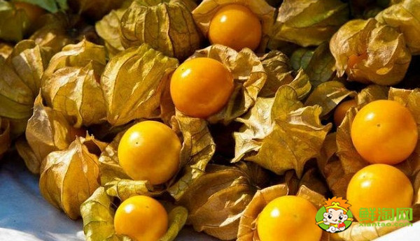 姑娘果是什么样的,红姑娘果与黄姑娘果的区别