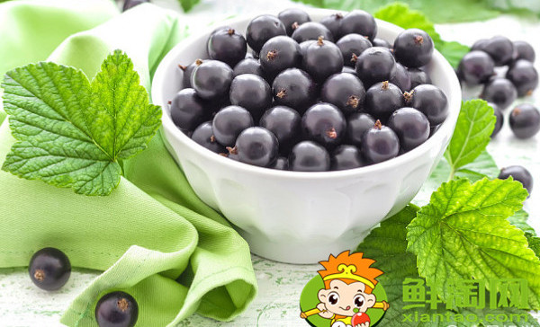 醋栗几年结果,黑加仑和黑醋栗的区别