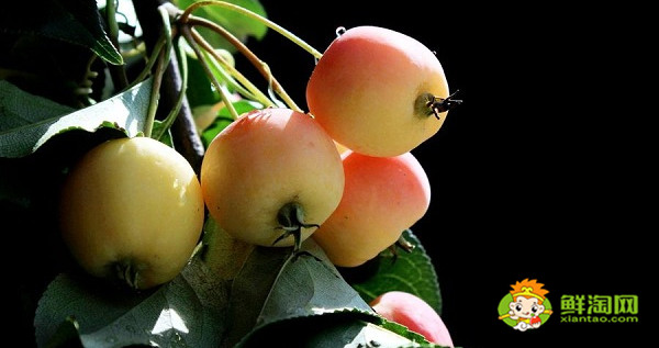 水果沙果是什么样子的水果,长的跟沙果相似的水果