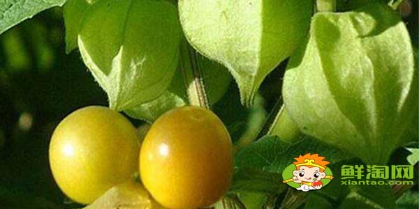 姑娘果什么时候才有,没熟的姑娘果有毒吗