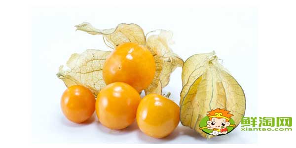 姑娘果什么时候才有,没熟的姑娘果有毒吗