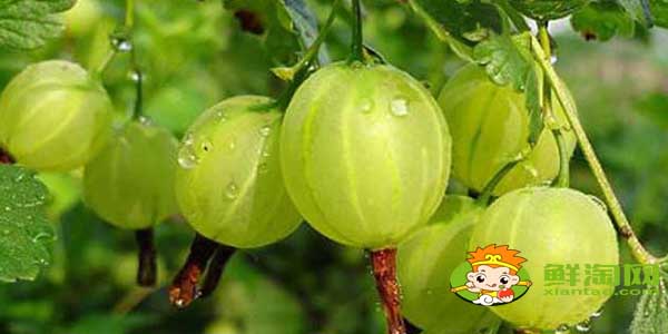 灯笼果和姑娘果一样吗,灯笼果与姑娘果的区别