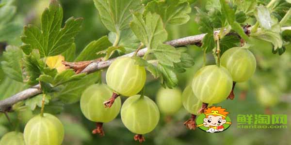 灯笼果和姑娘果一样吗,灯笼果与姑娘果的区别