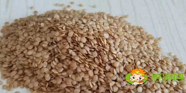 紫色的姑娘果叫什么名字,紫色姑娘果图片大全