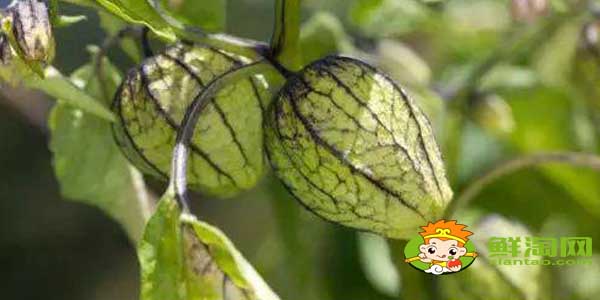 紫色的姑娘果叫什么名字,紫色姑娘果图片大全