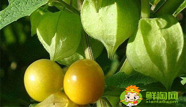 姑娘果是什么样子,姑娘果成熟后的样子