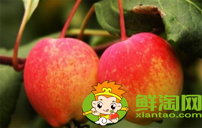 沙果是什么季节的水果,沙果属于苹果吗