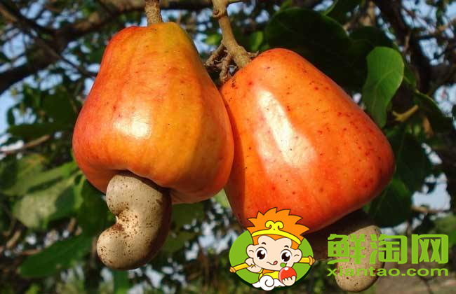 带壳的腰果如何分等级,越南最好腰果品牌