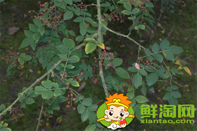 山花椒能吃吗,农村山上野花椒树图片