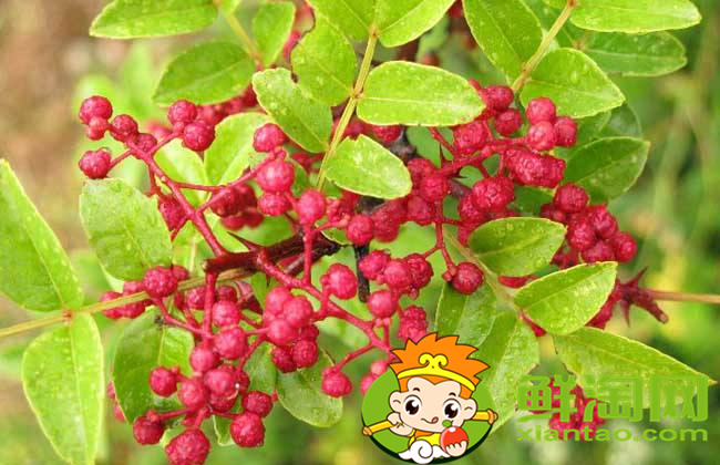 山花椒能吃吗,农村山上野花椒树图片