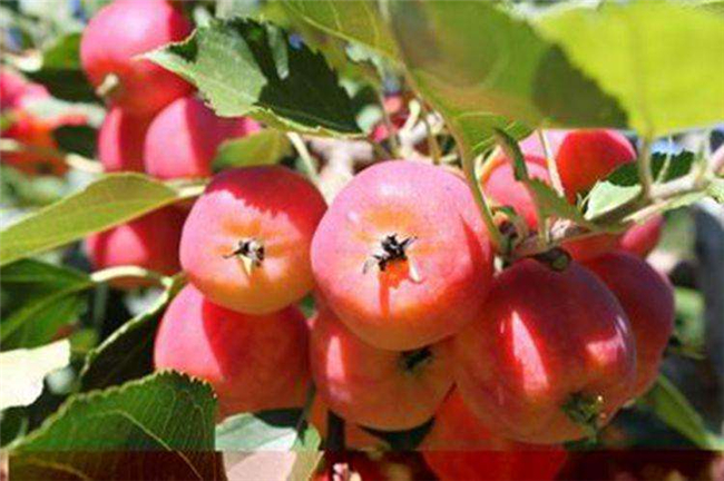 沙果是海棠果吗，海棠果和沙果的区别