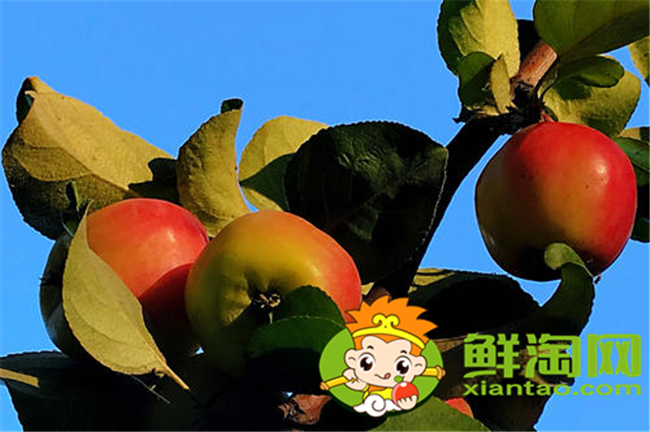 沙果k9是什么品种,沙果123和k9哪个好