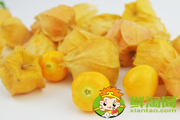 灯笼果是什么样的,灯笼果和醋栗的区别