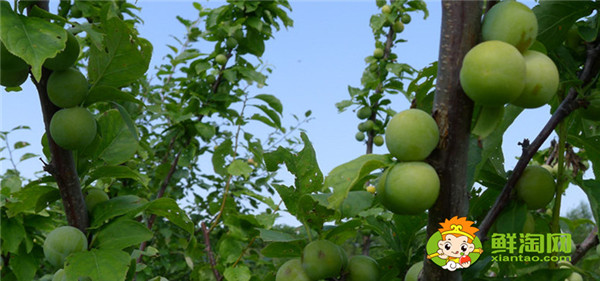 沙果哪个品种好吃,青涩的沙果怎么做好吃