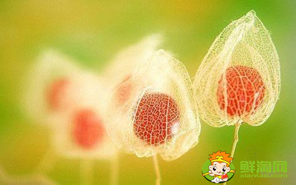 姑娘果是什么样的果子,姑娘果的花是什么颜色