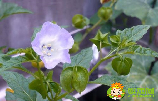 姑娘果是什么样的果子,姑娘果的花是什么颜色