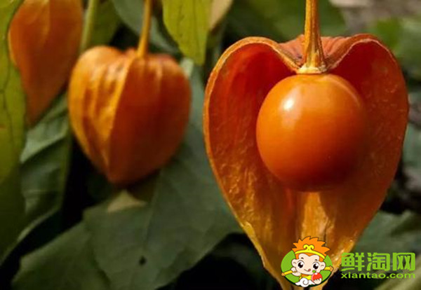 姑娘果是什么样的果子,姑娘果的花是什么颜色