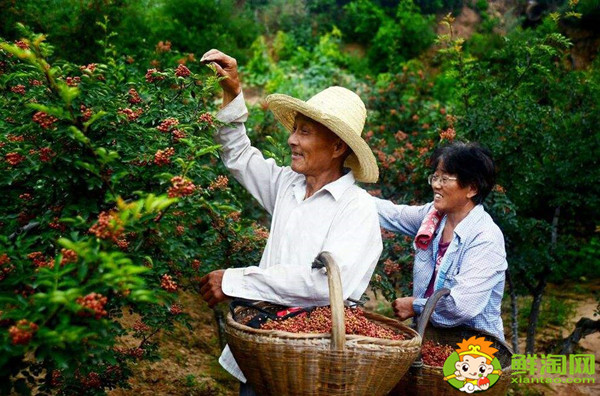 花椒怎么采摘比较好,花椒怎么采摘最快