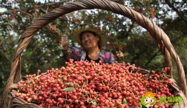 花椒怎么采摘比较好,花椒怎么采摘最快