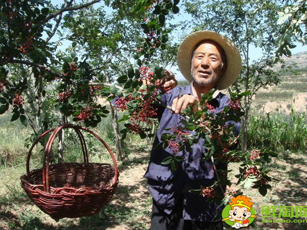 花椒怎么采摘比较好,花椒怎么采摘最快
