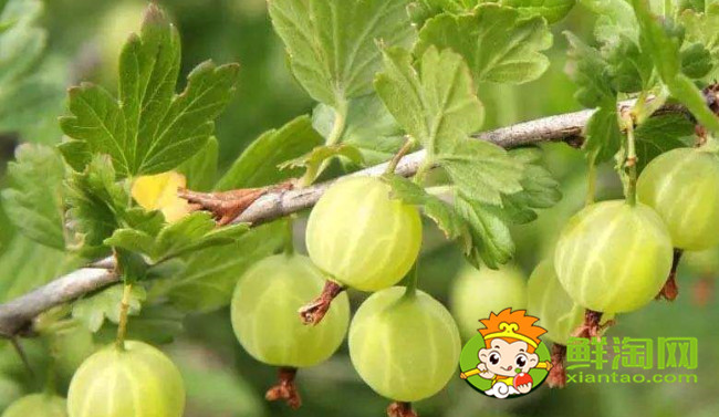 灯笼果为什么叫姑娘果,灯笼果成熟后是什么颜色