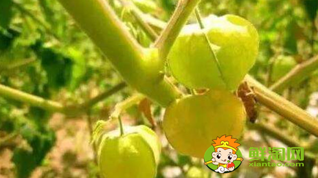 灯笼果为什么叫姑娘果,灯笼果成熟后是什么颜色