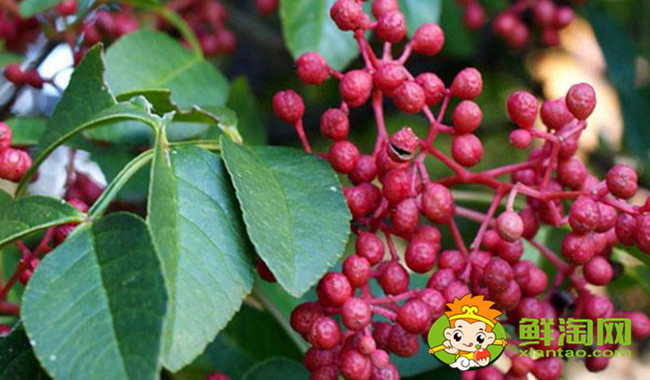 汉源花椒什么时候成熟,汉源大红袍是麻椒还是花椒