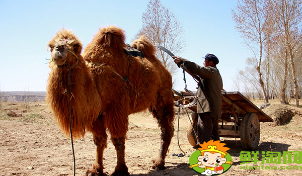 什么时候挤的骆驼奶比较好,哪里的骆驼奶最好