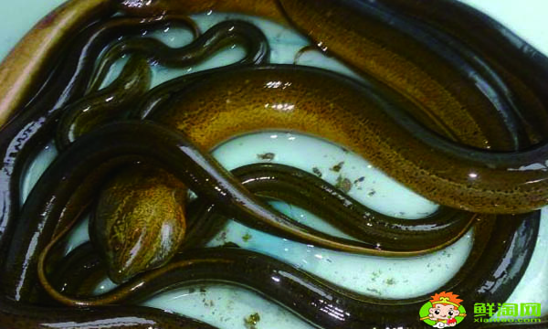 黄鳝吃鸡蛋吗,鳝鱼吃什么长得快