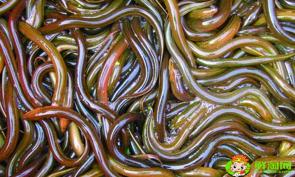 黄鳝价格多少钱一斤,黄鳝价格最新价格行情