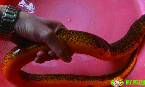 黄鳝怎么杀简单,家庭杀鳝鱼的方法