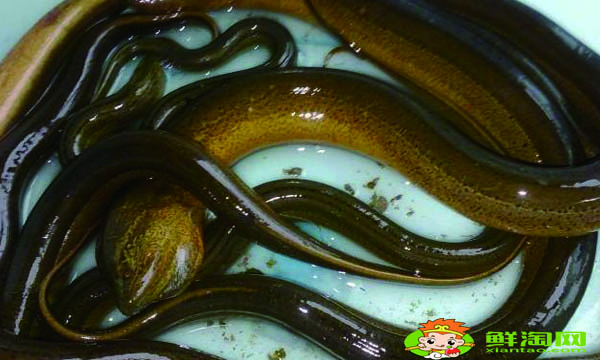 黄鳝死了多久不能吃,黄鳝的处理方法