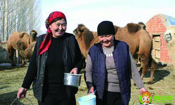 王牌骆驼奶粉是真的吗,网上卖的王牌骆驼奶粉是真的吗