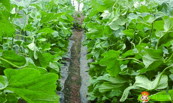 羊角蜜吃了会不会上火,羊角蜜的功效与作用